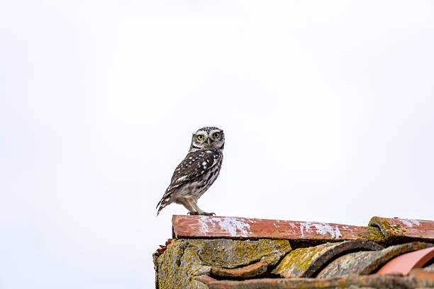 Small young owl, Athene noctua