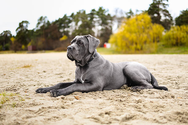 istock Adorable Two-Month-Old Cane Corso Puppy Portrait 2251618456