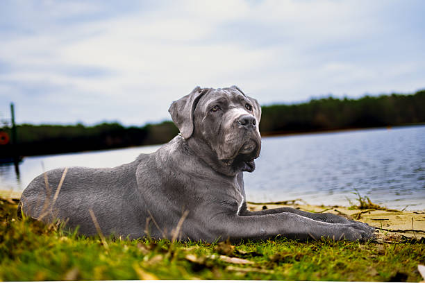istock Adorable Two-Month-Old Cane Corso Puppy Portrait 2251619369