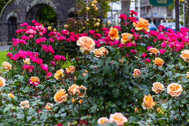 Beautiful orange tea roses flowers close up