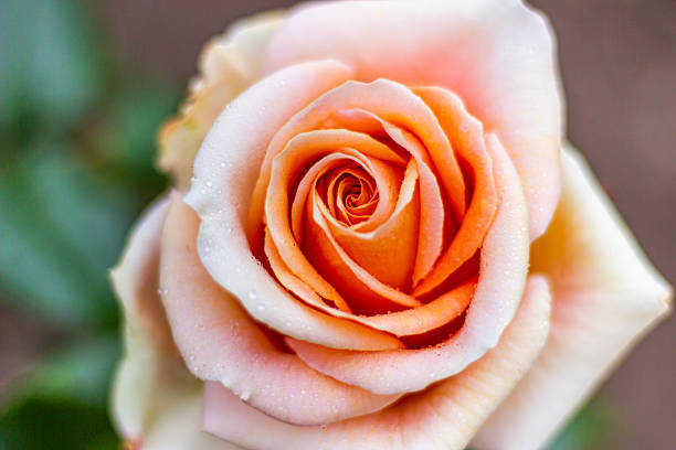 Beautiful orange tea roses flowers close up