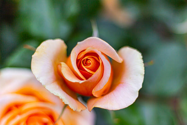 Beautiful orange tea roses flowers close up