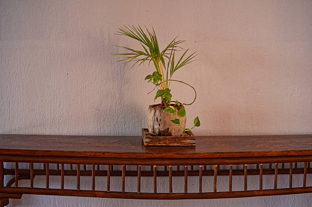 Veracruz, Mexico - Small Coconut Palm in Shell Pot on Wooden Table