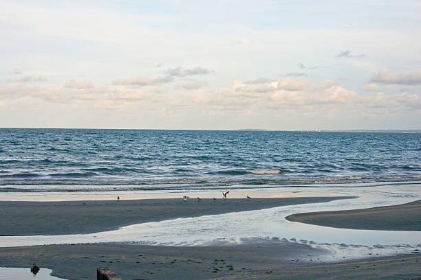 Veracruz, Mexico - Veracruz, Mexico - Seagul Birds Resting on Wet Sandy Beach with Ocean Waves