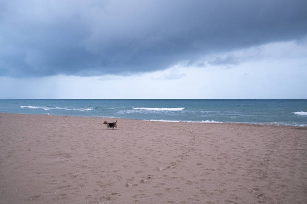 Beagle walking alone along an empty sandy beach with waves and a dramatic overcast sky, evoking solitude, freedom and the vast, moody coastal landscape