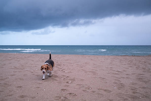 Beagle dog sprinting along a wide sandy beach with foamy ocean waves and a dramatic cloudy sky, joyful and free, wet paws kicking up sand, looking toward camera