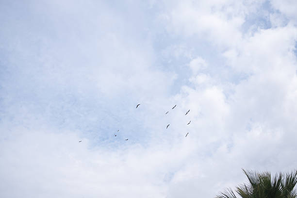 Flock of birds soaring across a vast cloudy blue sky above a lush palm frond in the corner, evoking freedom, tropical travel and serene open-space summer vibes