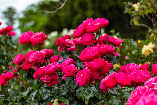 istock Beautiful white roses flowers close up 2251626802