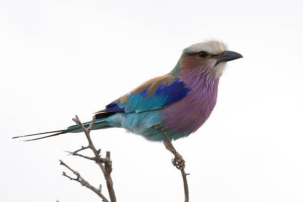 Photo of  lilac breasted roller in South Africa