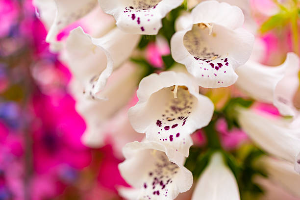 Beautiful white Foxglove Digitalis flowers close up