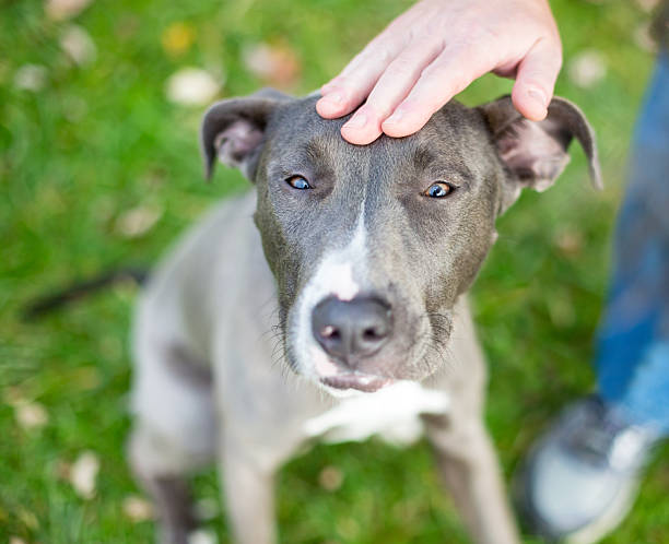 istock A person petting a Pit Bull Terrier mixed breed dog on its head 2251630322