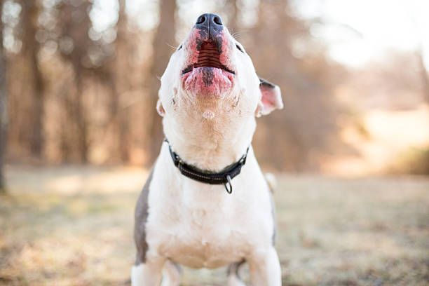 istock A Pit Bull Terrier mixed breed dog howling or barking 2251630335