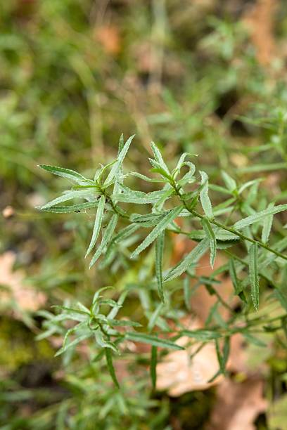 istock Plant list 2025 - Achillea ptarmica L. 2251630714