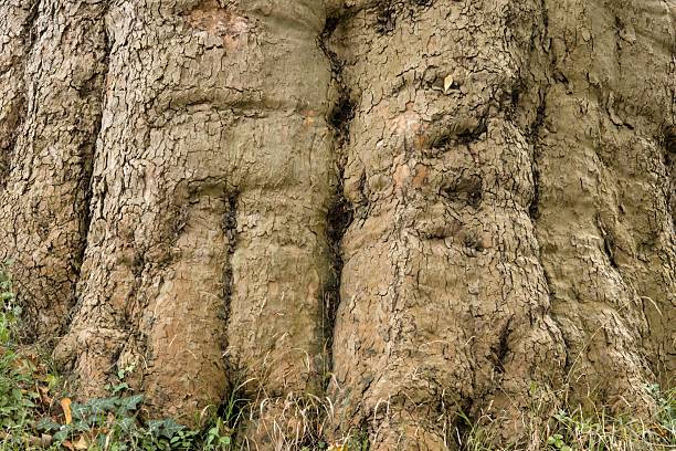 Close-up of a large tree trunk with textured bark and roots, showcasing natural patterns and earthy tones
