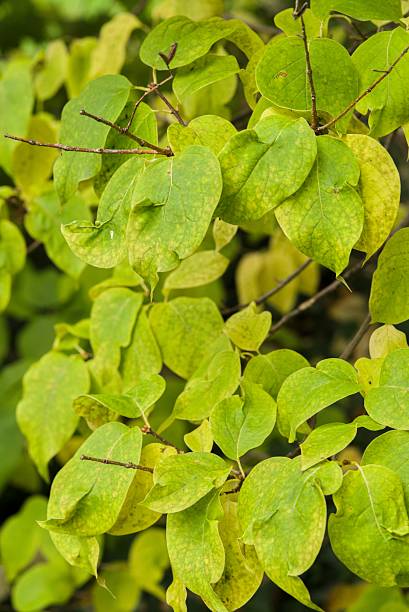 istock Plant list 2025 - Syringa reticulata (var. amurensis) 2251631404