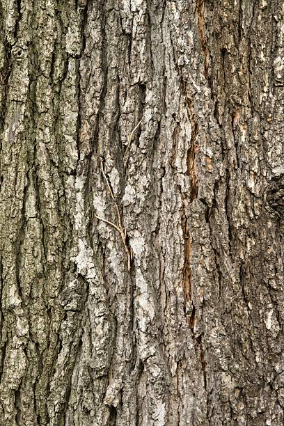 Close-up of textured tree bark showing various shades of gray and brown, with deep grooves and rough surface