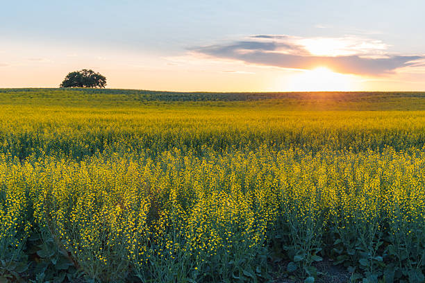 istock Sun setting behind a canola field in bloom in Central Alberta, Canada 2251631684