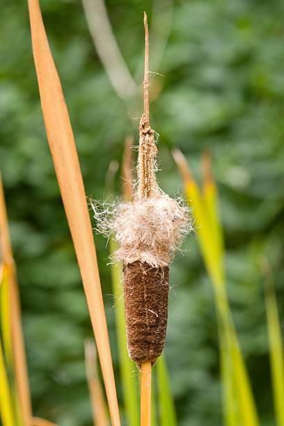 A close-up of a cattail plant with fluffy seed heads, surrounded by green foliage