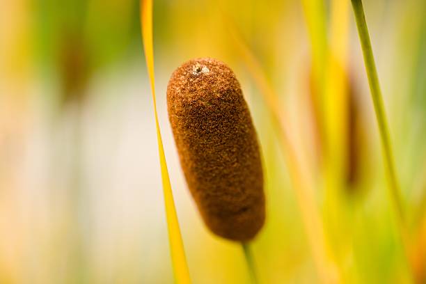 A close-up of a cattail plant with a soft focus background, showcasing its brown cylindrical flower spike surrounded by green and yellow foliage