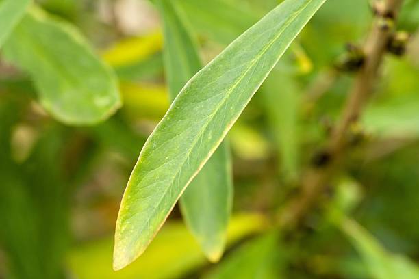 Close-up of a green leaf with a smooth texture and slight yellowing at the edges, surrounded by blurred green foliage
