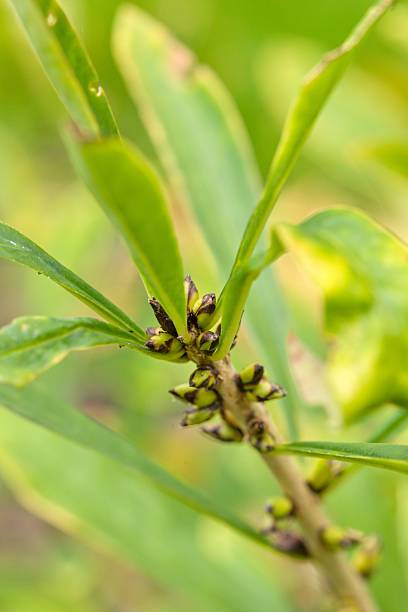 istock Plant list 2025 - Daphne mezereum 2251634551