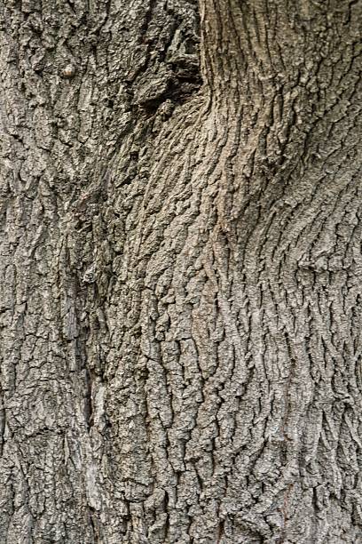 Close-up of textured tree bark with intricate patterns and grooves