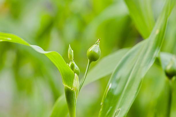 Cajuput (Melaleuca cajuputi) seedlings in the nursery, selected focus, in Yogyakarta, Indonesia