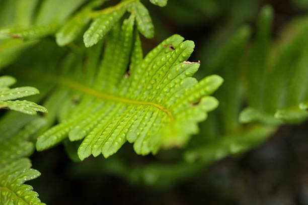 Close-up of vibrant green fern leaves with intricate textures