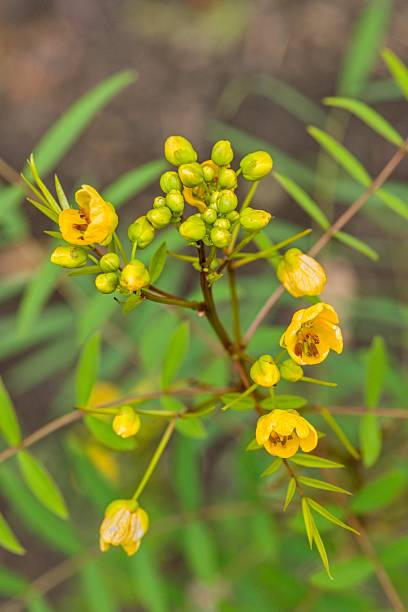 istock Plant list 2025 - Senna alexandrina 2251635981