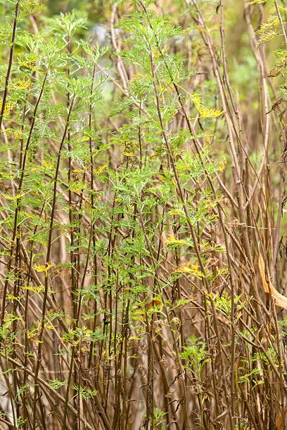 istock Plant list 2025 - Artemisia abrotanum 2251636245