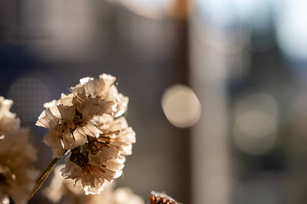 Dried flowers