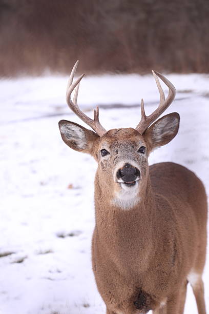 istock A smiling buck in a winter snow-covered field 2251640143
