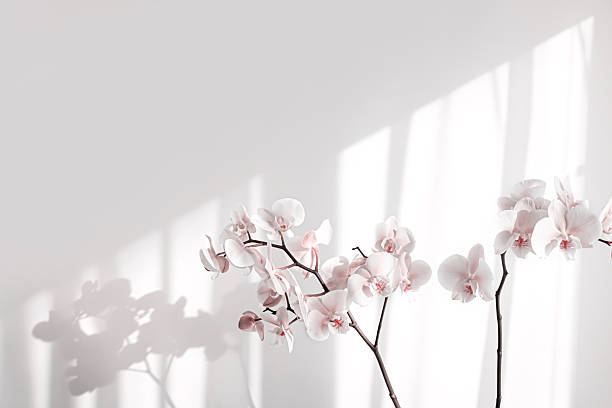 istock minimal pink orchid in sunlight on white wall 2251644237