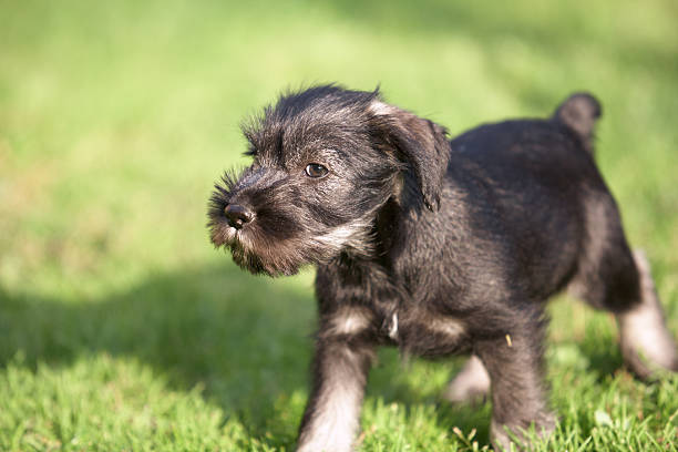 Mittelschnauzer puppy. Mittel Schnauzer pup playing on green grass