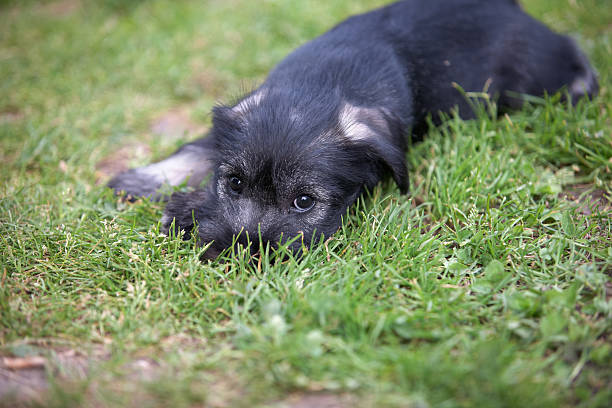 Mittelschnauzer puppy. Mittel Schnauzer pup playing on green grass