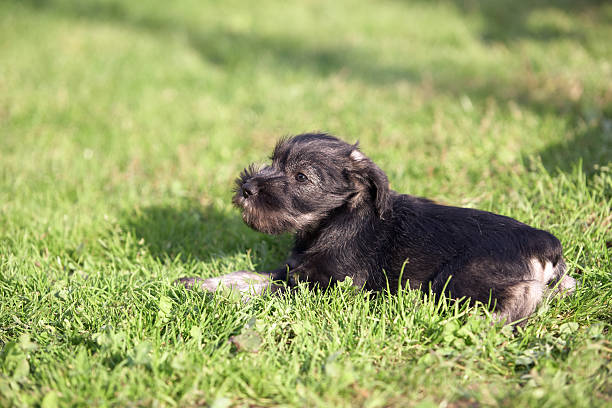 Mittelschnauzer puppy. Mittel Schnauzer pup laying on green grass