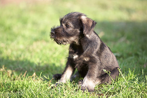 Beautiful woman hugging her puppy Schnauzer  in garden