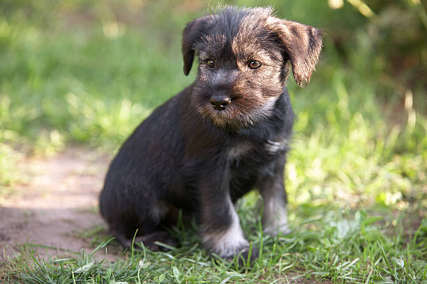 istock Mittelschnauzer puppy on green grass 2251648973