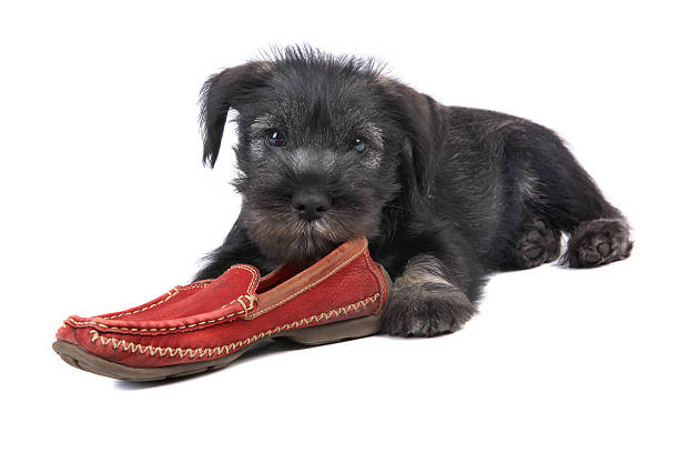 a silver and gray miniature schnauzer with long hair is standing on the ground, sticking out its tongue and looking at me happily. the background of the home entrance photography shows that it has white fur around its ears and eyes