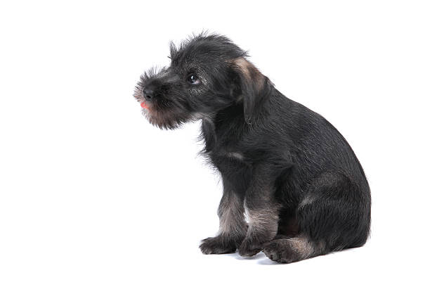 istock Mittelschnauzer puppy  isolated on white background 2251649005
