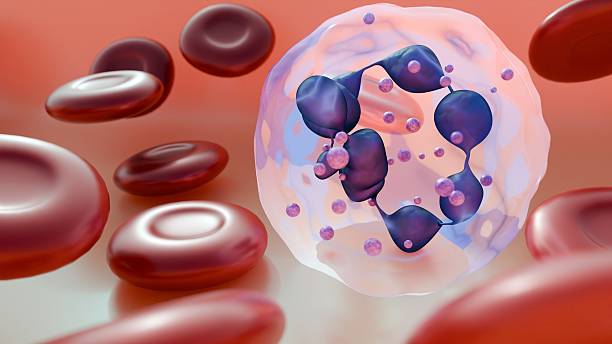 istock 3D rendering of healthy erythrocytes and hypersegmented neutrophils. 2251651649