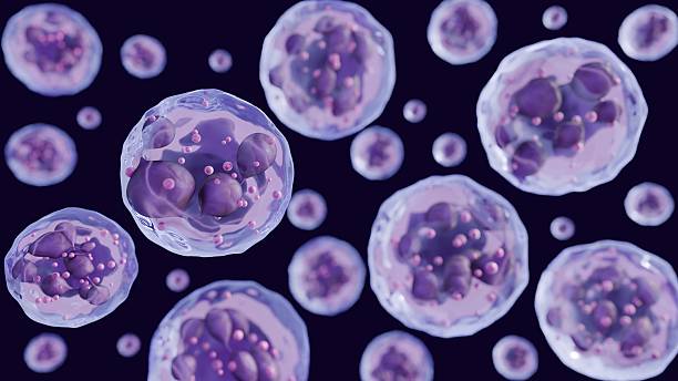 istock A 3D rendering of hypersegmented neutrophils. 2251652180