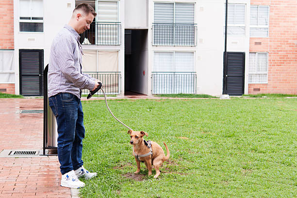 istock Man walking dog performing poop in grass 2251653091