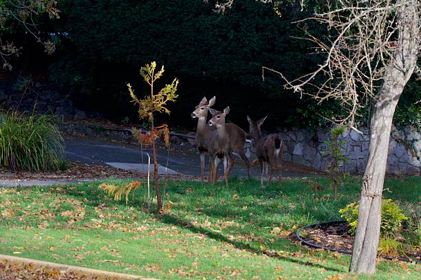 istock Three black-tailed deer stand in a city front yard looking nervous 2251653771