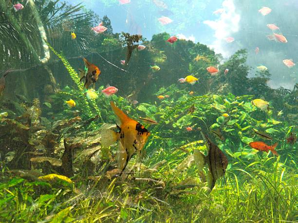 ornamental fish in the aquarium