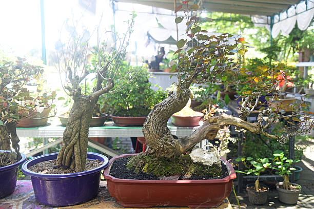 istock Bonsai tree in details and close up 2251656493