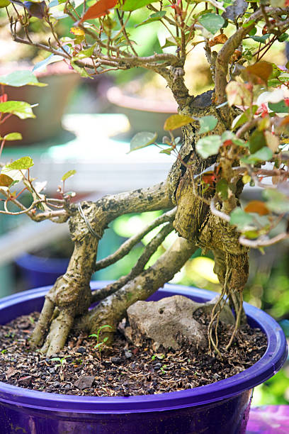 istock Bonsai tree in details and close up 2251656609