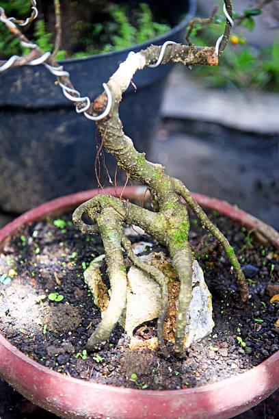 istock Bonsai tree in details and close up 2251657929