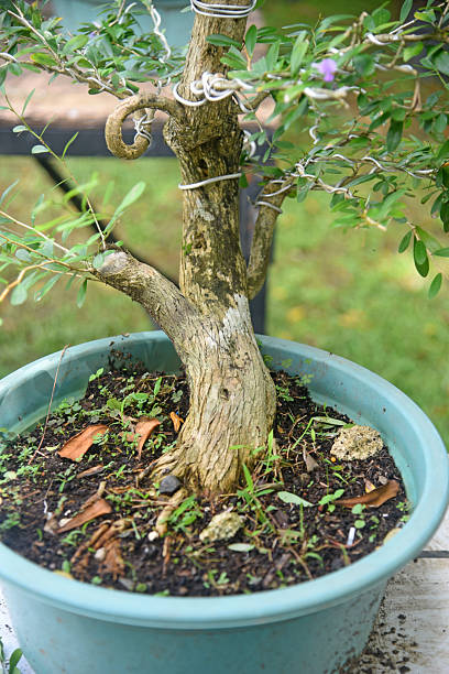 istock Bonsai tree in details and close up 2251657999