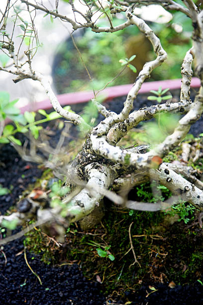 istock Bonsai tree in details and close up 2251658053